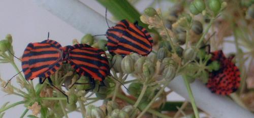 Réf. 215 868 : Graphosoma italicum